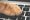 adorable animal cat